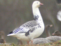 Emperor Goose x Ross's Goose hybrid